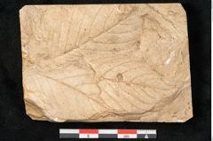 Foto (Detailansicht) von Rhamnus frangula L. (NHMW-GEO-2024-0188-11624)